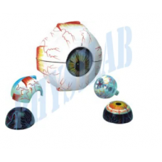 Human Eye Model-3 Times, Full Size -7 Parts